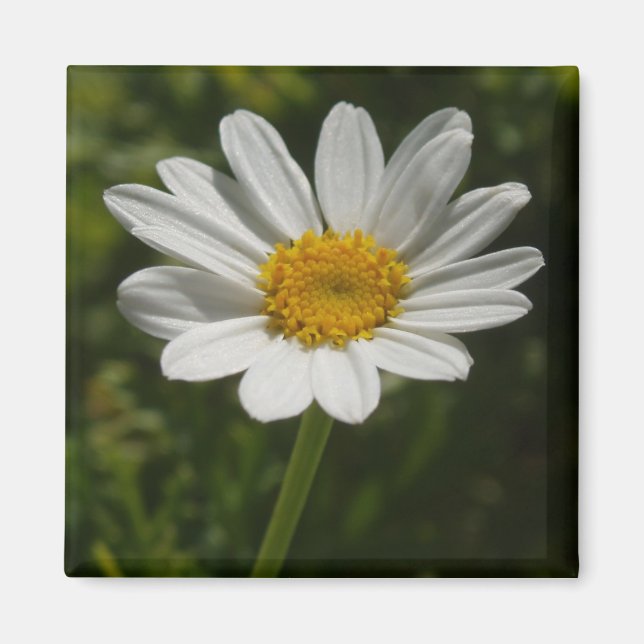Imã Daisy Photo Magnet (Frente)