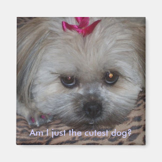 Imã Daisy Pic, sou apenas o cão mais bonito?