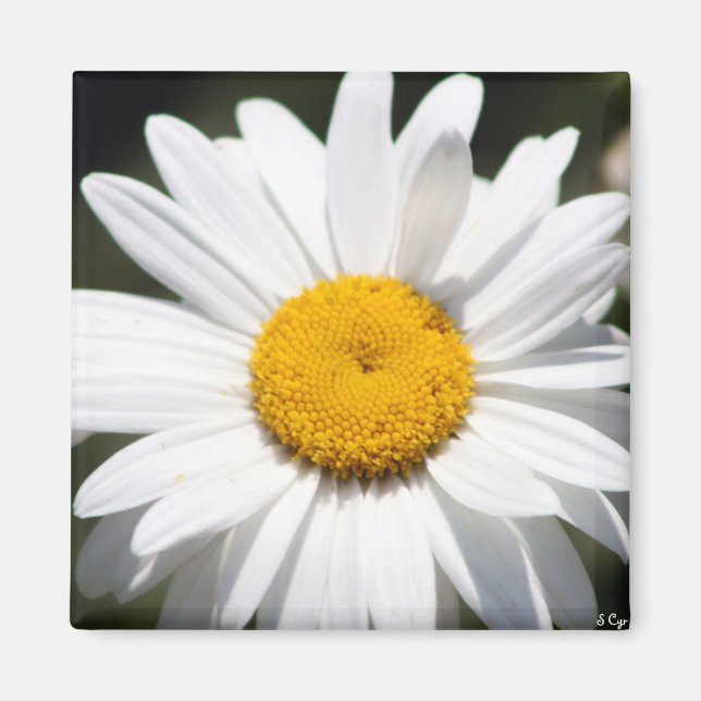 Imã Daisy Querido (Frente)