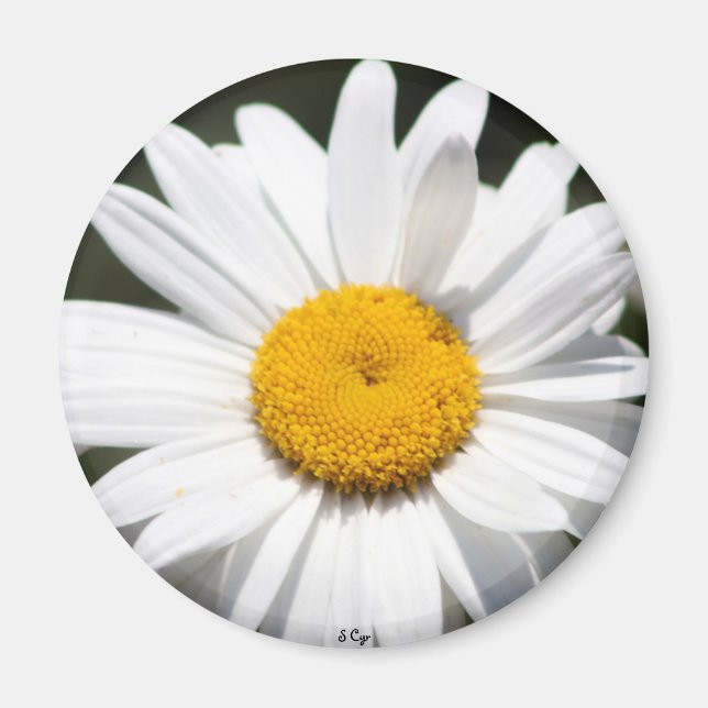 Imã Daisy Querido (Frente)