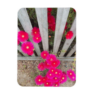 Ímã Daisys rosa-alto-magneto