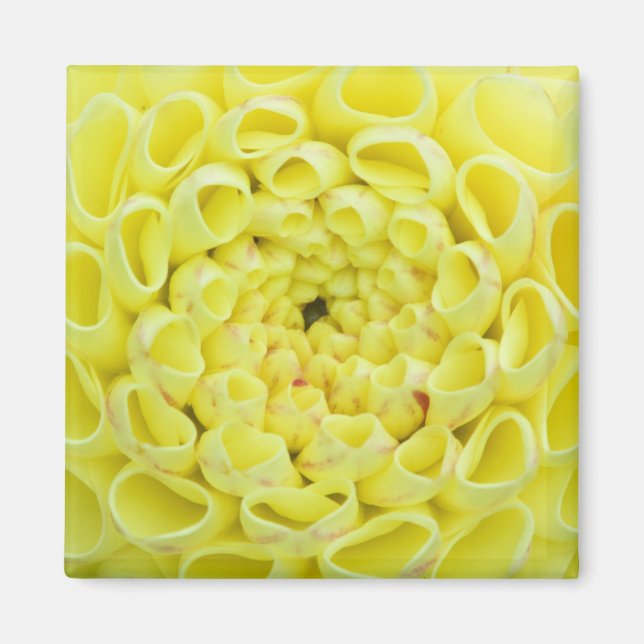 Imã Dália (Frente)