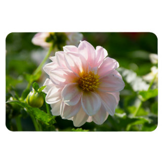 Ímã Dália branca na foto do jardim