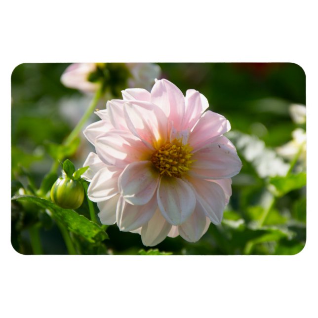 Ímã Dália branca na foto do jardim (Horizontal)