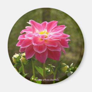 Imã Dália-Ímã cor-de-rosa