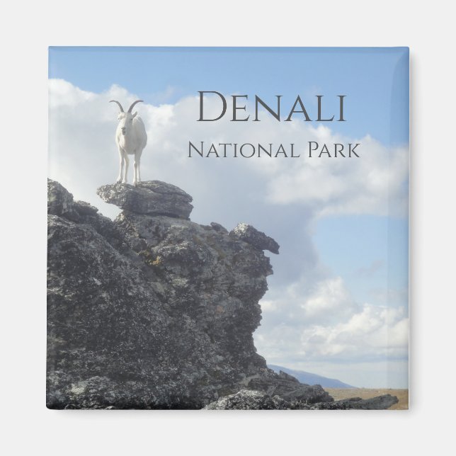 Imã Dall Sheep Atop Mount Wright, Denali NP,  Alaska (Frente)