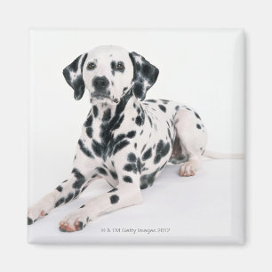 Imã Dalmatian 4