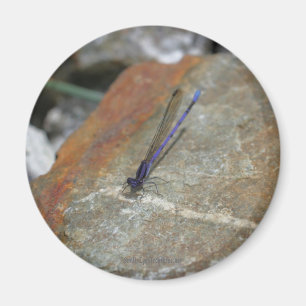 Imã Damselfly Nature Fotografia Magnet