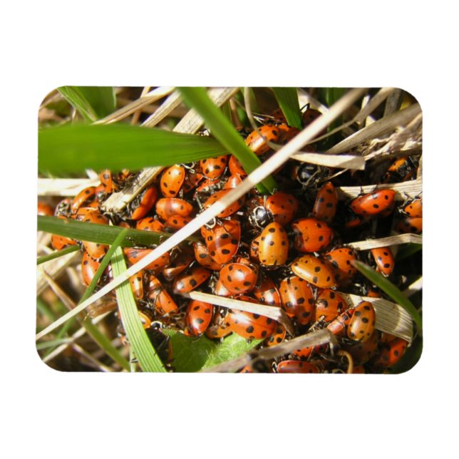 Ímã Damybugs (Coccinellidae) (Horizontal)