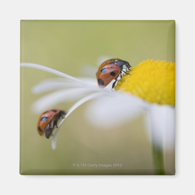 Imã Damybugs em uma margarida, Biei, Hokkaido, (Frente)