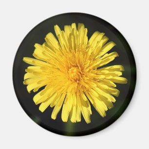 Imã Dandelion