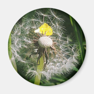 Imã Dandelion