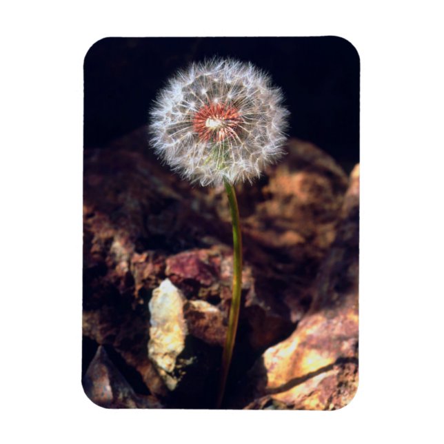 Ímã Dandelion (Vertical)