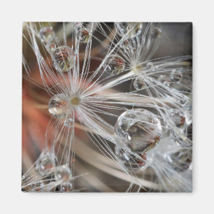 Imã Dandelion Abstrato