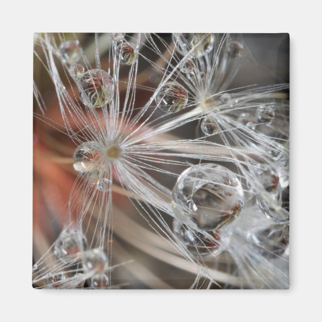 Imã Dandelion Abstrato (Frente)