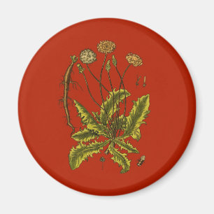 Imã Dandelion Botanical Illustration