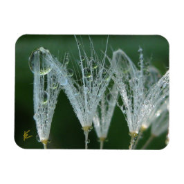 Ímã Dandelion com Orvalho Meditação da Natureza Pacífi