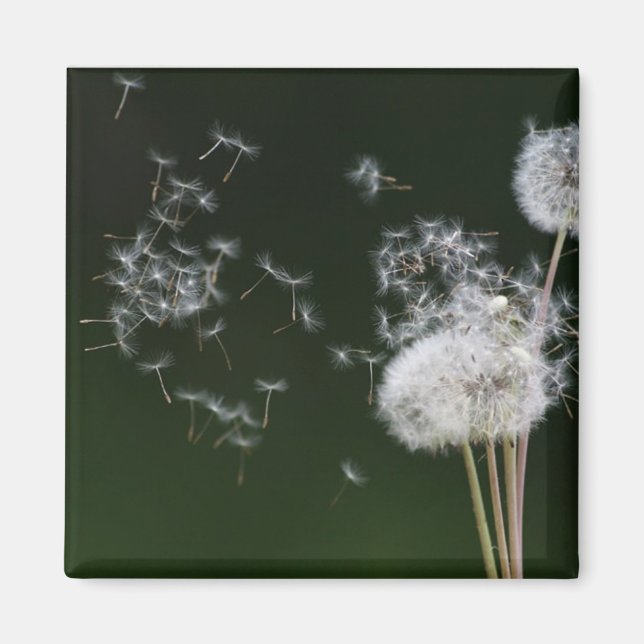 Imã Dandelion Fluff (Frente)