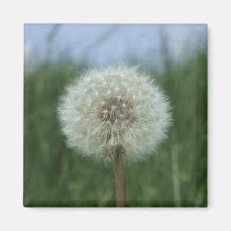 Imã Dandelion Magnet