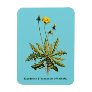 Ímã Dandelion On Blue