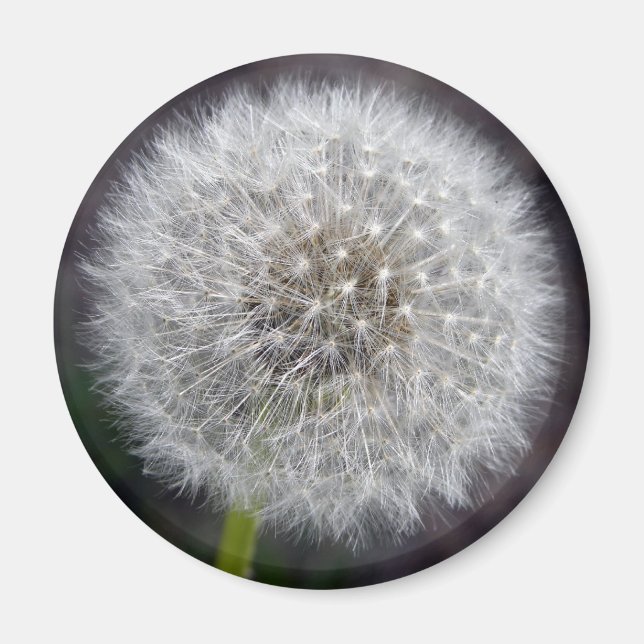 Imã Dandelion Puff Magnet (Frente)