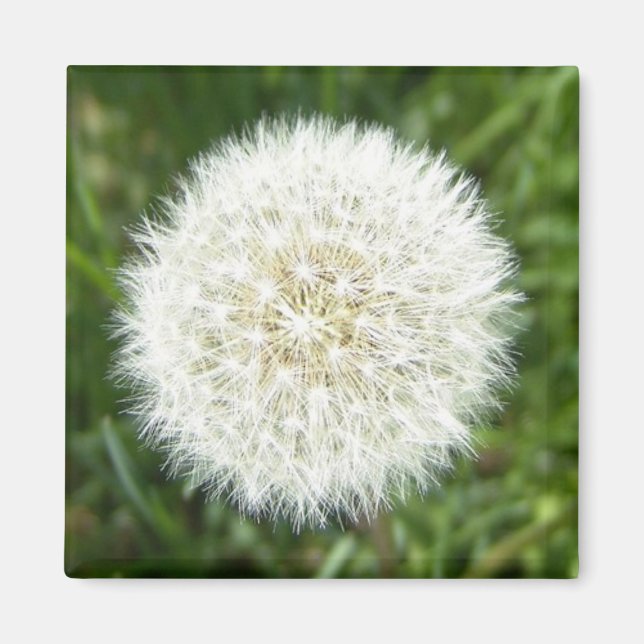 Imã Dandelion seco em floco de neve (Frente)