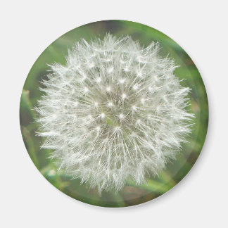 Imã Dandelion Seedhead