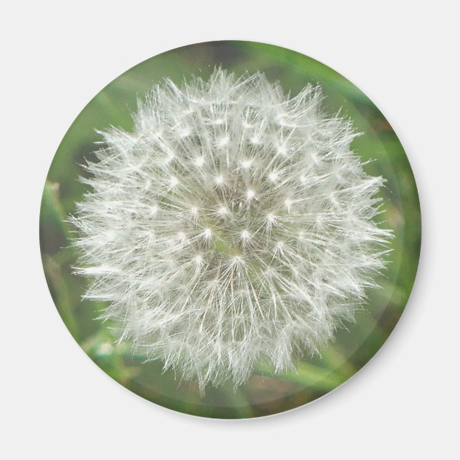 Imã Dandelion Seedhead (Frente)