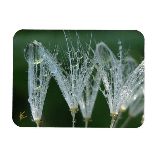 Ímã Dandelion with Dew Peaceful Nature Meditation (Horizontal)