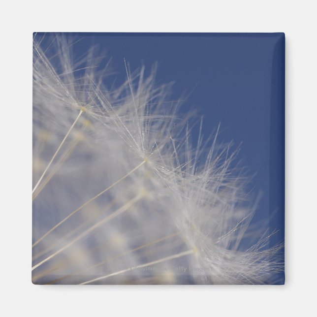 Imã Dandelions (Frente)