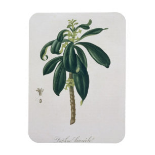 Ímã Daphne Laureda de "Phytographie Medicale" por Jos