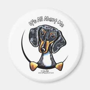 Imã Dapple o Dachshund seu toda aproximadamente mim