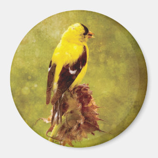 Imã Dark Moody Goldfinch Bird Art Magnet