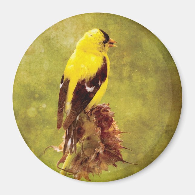 Imã Dark Moody Goldfinch Bird Art Magnet  (Frente)