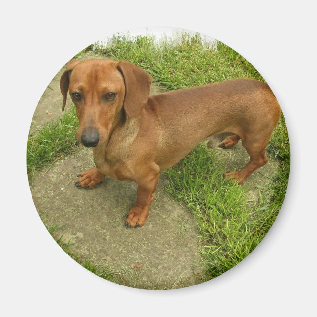 Imã Daschund Magnet (Frente)