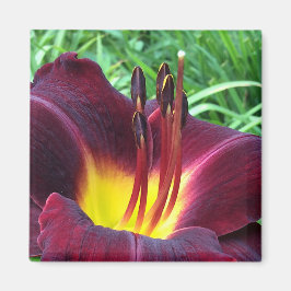 Imã Daylily "Dominic" B Dark Wine