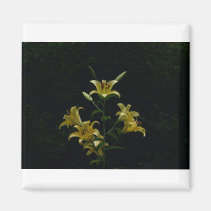 Imã Daylilys Amarelos brilhantes, Tom Wurl