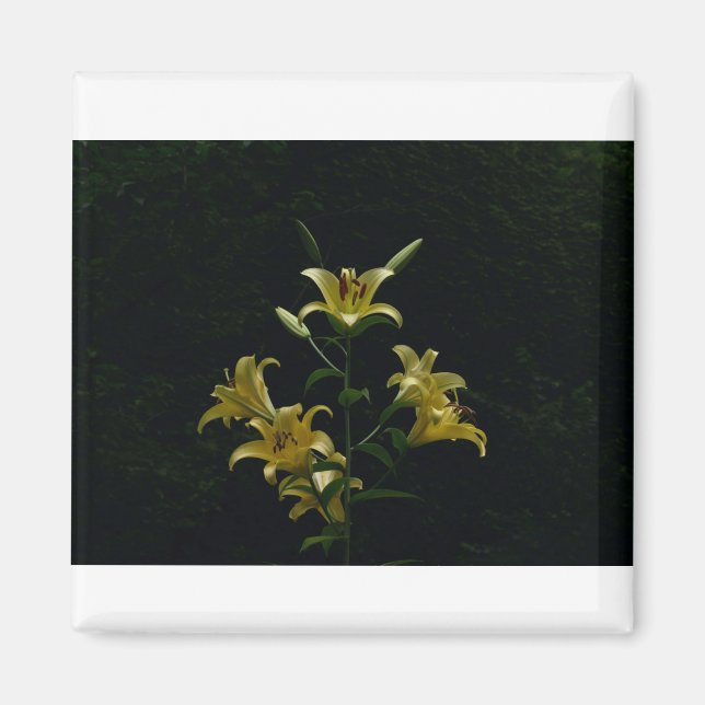 Imã Daylilys Amarelos brilhantes, Tom Wurl (Frente)