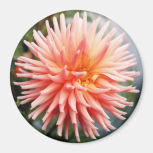 Imã Dazzling Dahlia Flower