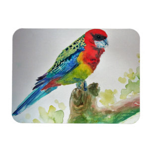 Ímã de Arte em Aquarela de Papagaios Rosella Fofos