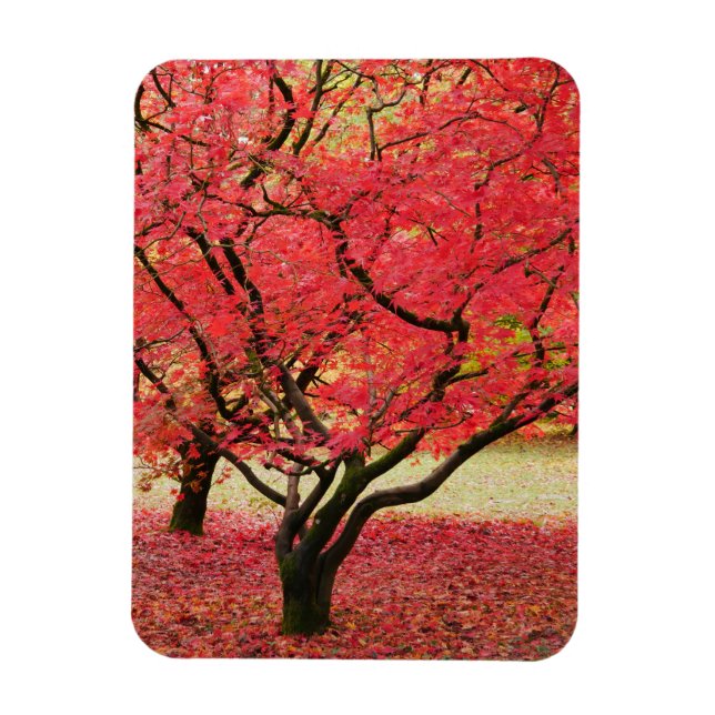 Ímã de Árvores de Maple (Vertical)