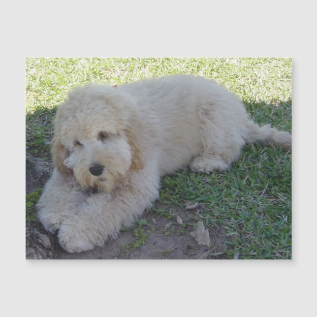Ímã de Cachorro Filhote Cockapoo Adorável Animais  (Frente)