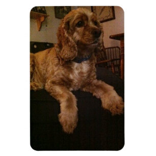 Ímã de cocker spaniel
