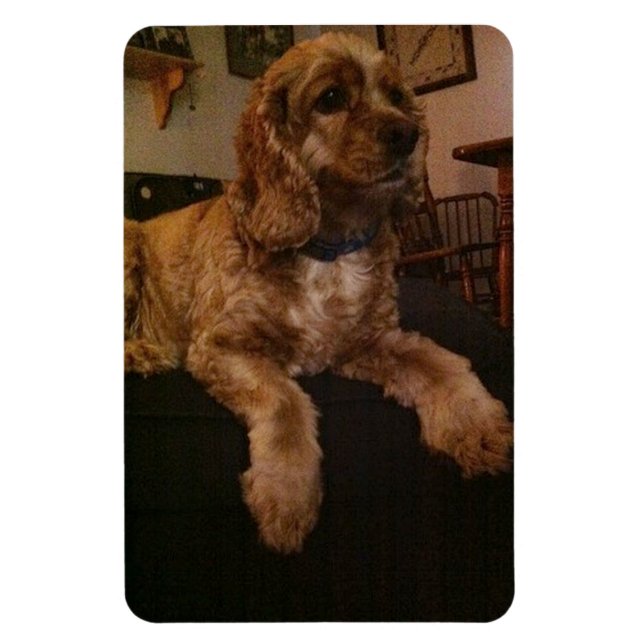 Ímã de cocker spaniel (Vertical)
