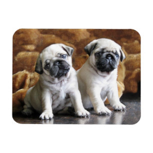 Ímã de dois Pugs