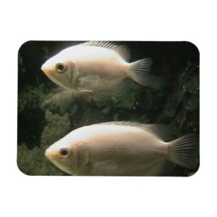 Ímã de Fishies