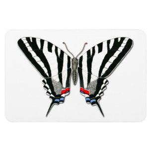 Ímã de Flexi da borboleta de Swallowtail da zebr