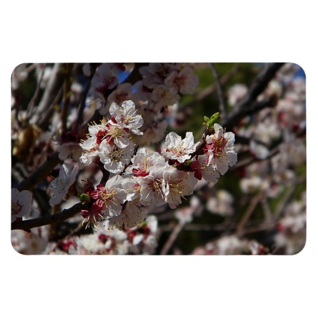 Ímã de flores de cerejeira (Horizontal)