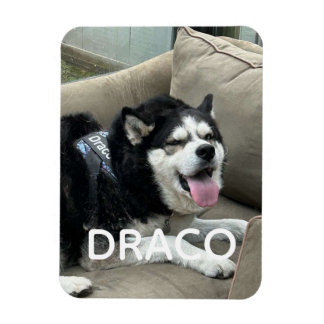 Ímã de Foto de Cachorro Personalizado com Nome - P