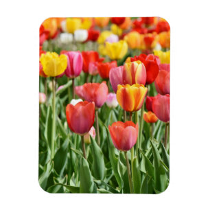 Ímã de Foto de Jardim de Tulipas Amarelas e Vermel